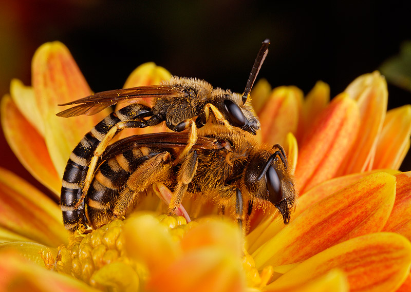Coppia di Halictus scabiosae (Apidae Halictinae)